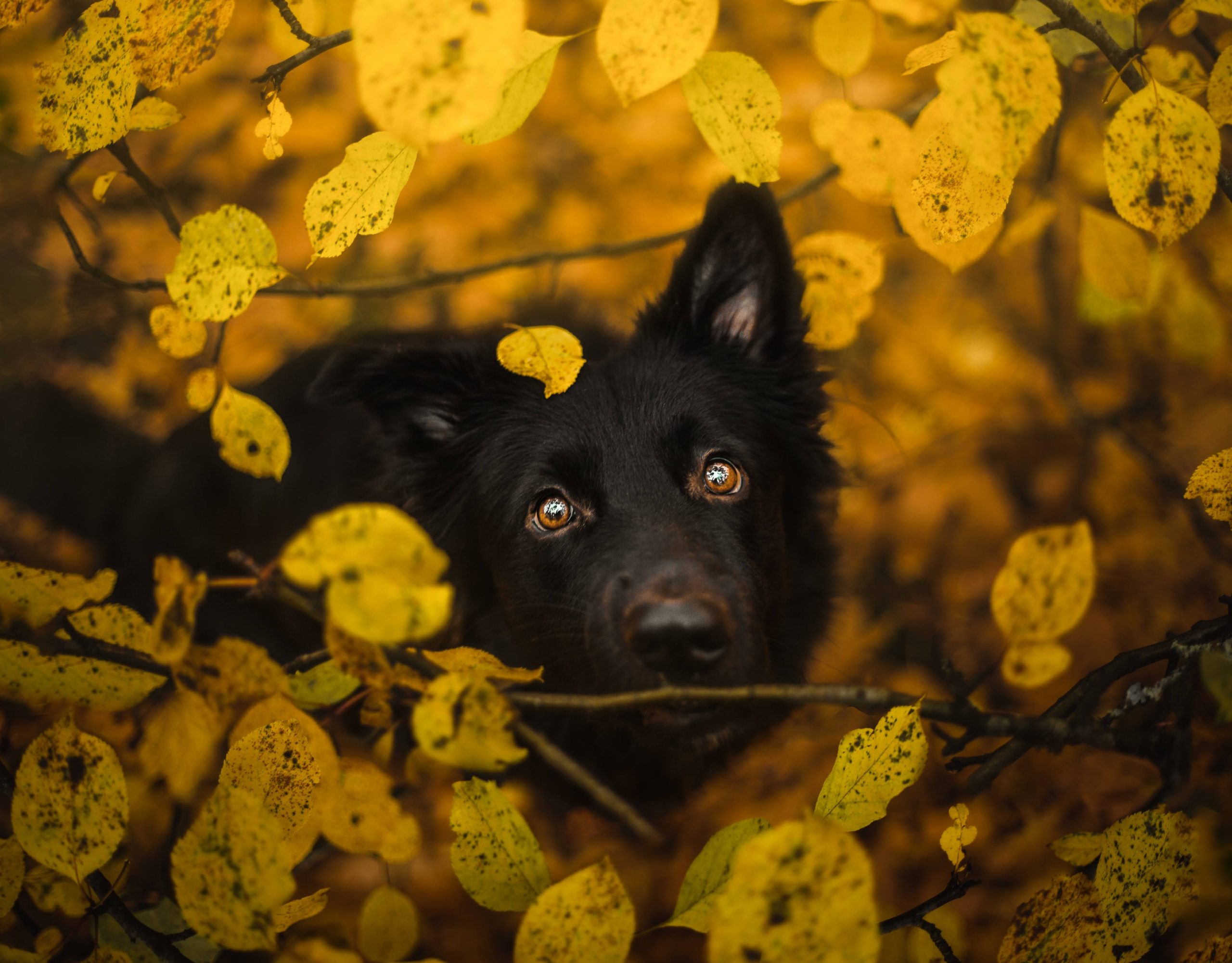 ÖĞRENCİ ÖYKÜLERİ: Saliha Yıldırım | Bir Köpek ÖĞRENCİ ÖYKÜLERİ: Saliha Yıldırım | Bir Köpek